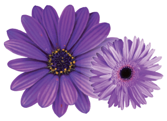 Dental Purple Flower